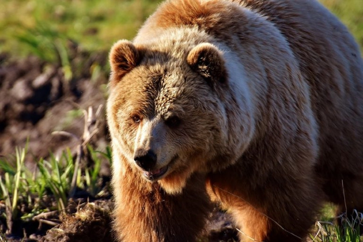 Медведь из Туркестанской области позировал известному видеографу 