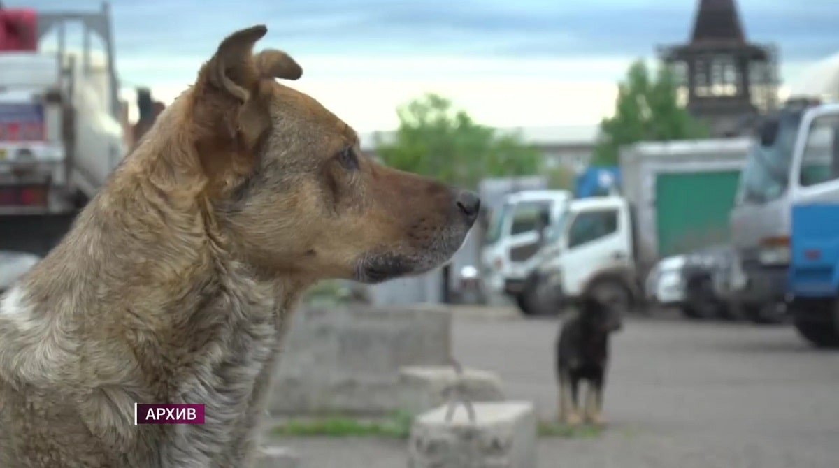 Около 40 миллионов тенге выделили на отлов бродячих собак в Актюбинской области