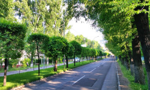 Специальную программу полива деревьев разработают в Алматы