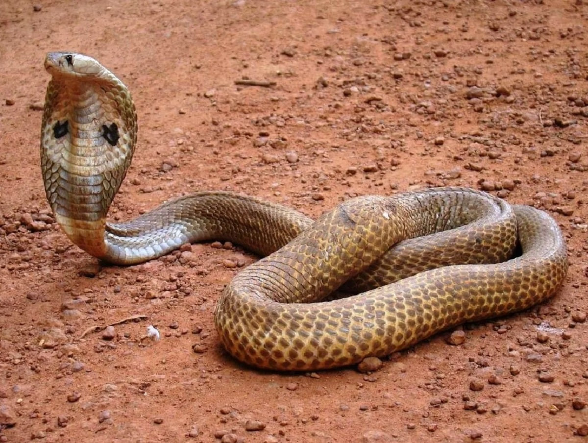 Радикальный метод: индиец съел змею, которая его укусила и выжил