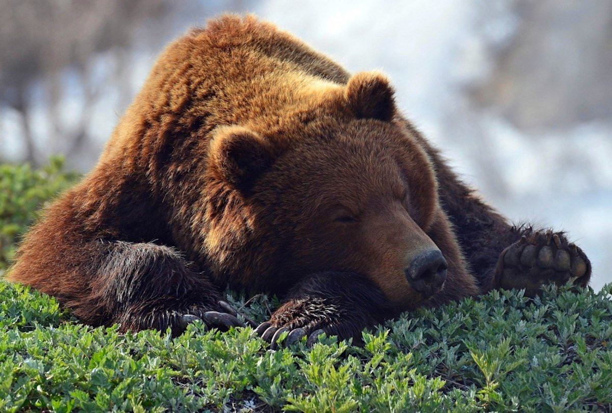 Смертельная ничья: медведь и пастух не выжили в схватке друг с другом