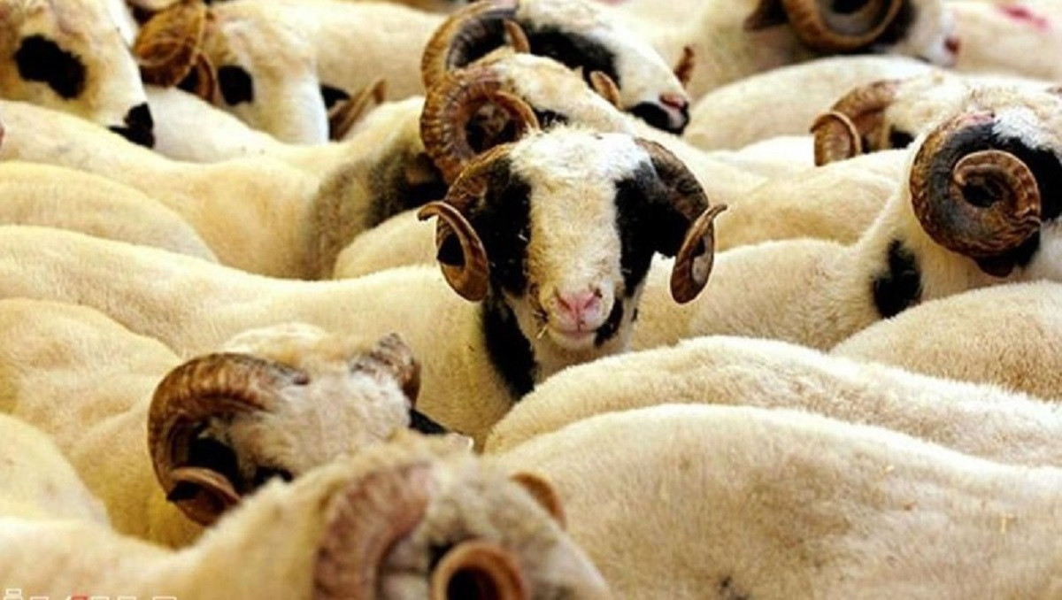 Курбан айт 2022: сколько стоят овцы в Казахстане