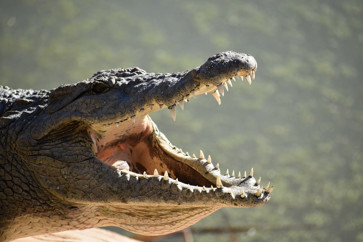Гигантский крокодил в Индии проглотил ребенка