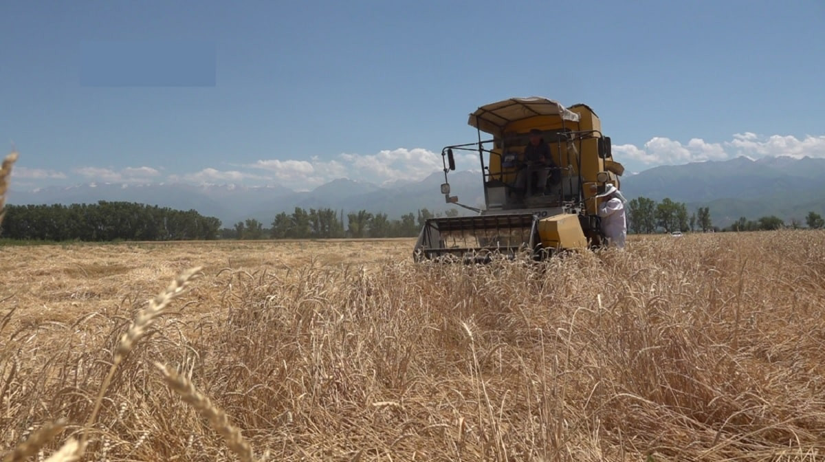 В Казахстане приступают к уборке зерновых