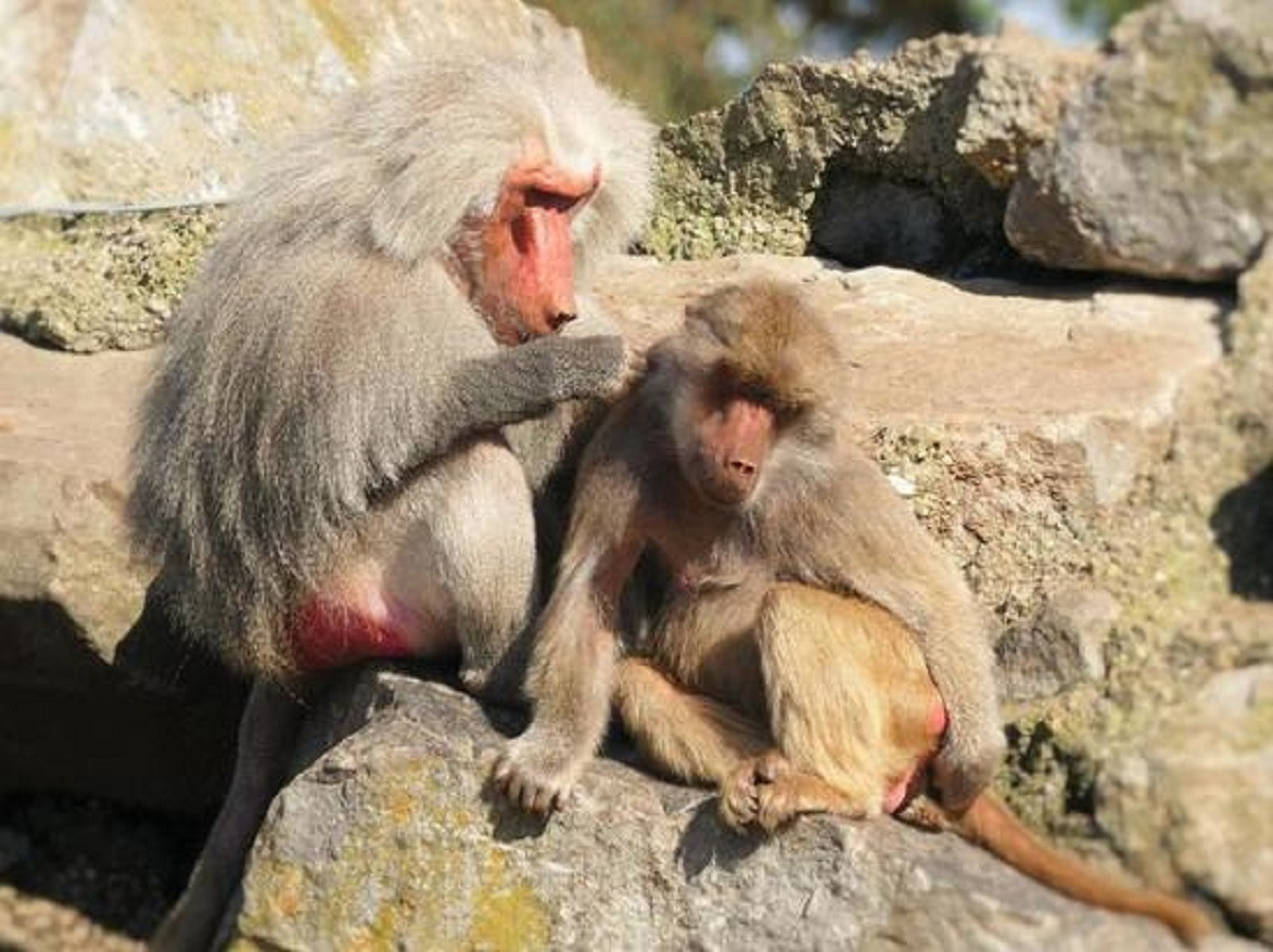 Жители японского города страдают от нападения дикой обезьяны