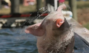 Американские ученые смогли оживить свинью спустя час после смерти – СМИ