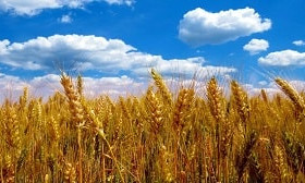14 миллионов тонн пшеницы планируют собрать в Казахстане в этом году