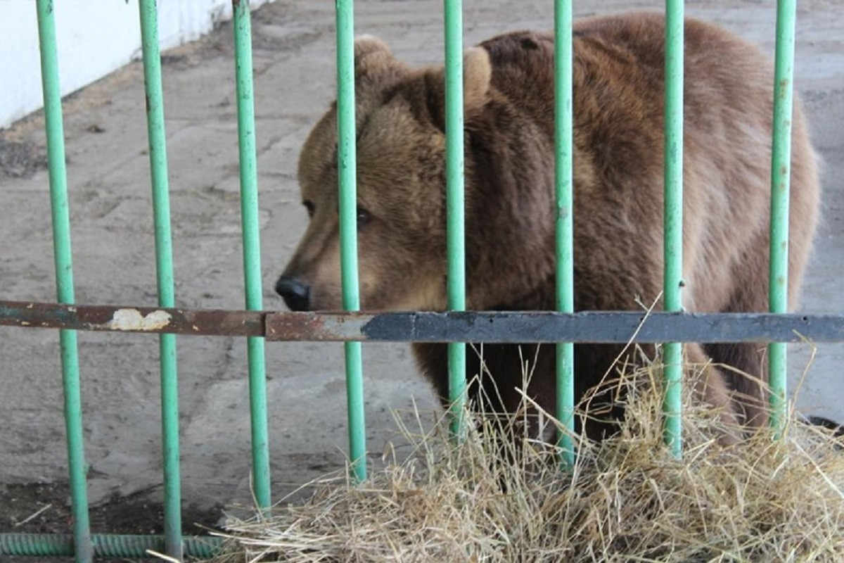 Медведица покусала ребенка: 18,5 миллиона тенге выплатит владелец базы отдыха