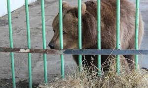 Медведица покусала ребенка: 18,5 миллиона тенге выплатит владелец базы отдыха