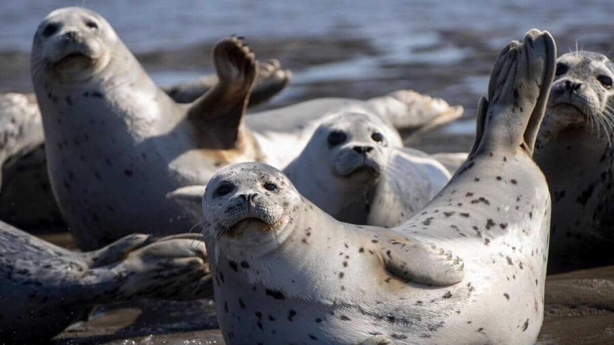 Нападение тюленей на людей в Актау - комментарий экологов