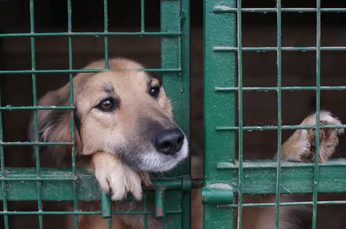 Бойня для собак в Карасайском районе: в полиции возбудили уголовное дело 