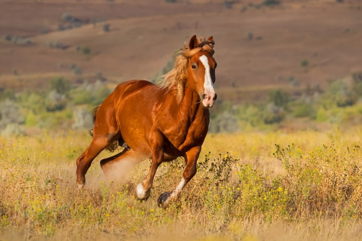 Дух великой степи: 100 всадников отправятся в конный марафон по Казахстану