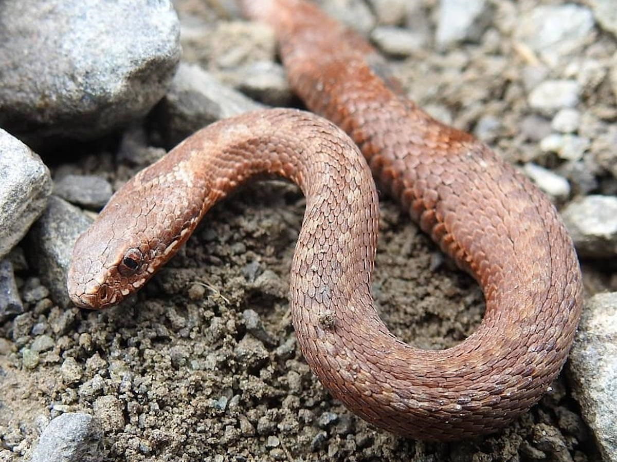 Змеи атакуют: жители ВКО пострадали от укусов пресмыкающихся