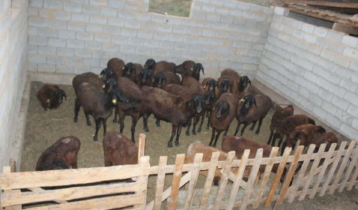Иностранцы украли овец у жителя Шымкента на 2 млн тенге