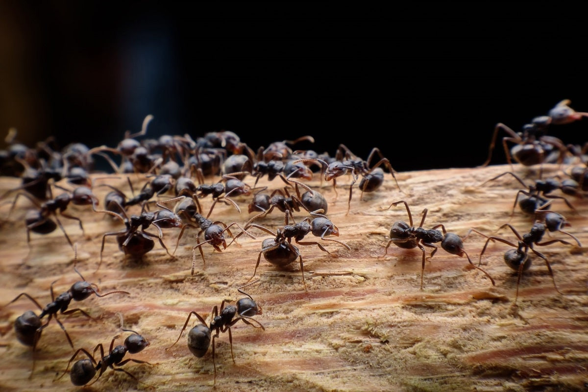 Ученые посчитали количество муравьев на Земле