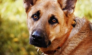 Неоправданная жестокость: водитель привязал собаку к КамАЗу и тащил по дороге