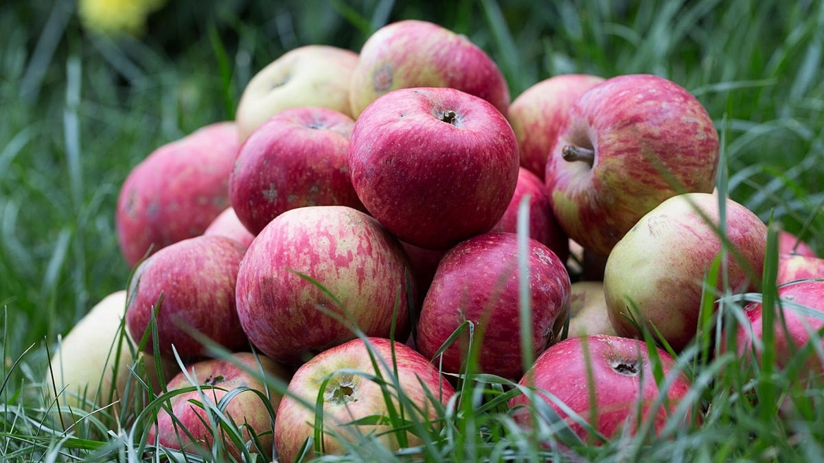 Алматинские яблоки могут по праву стать узнаваемым во всем мире национальным брендом - Токаев