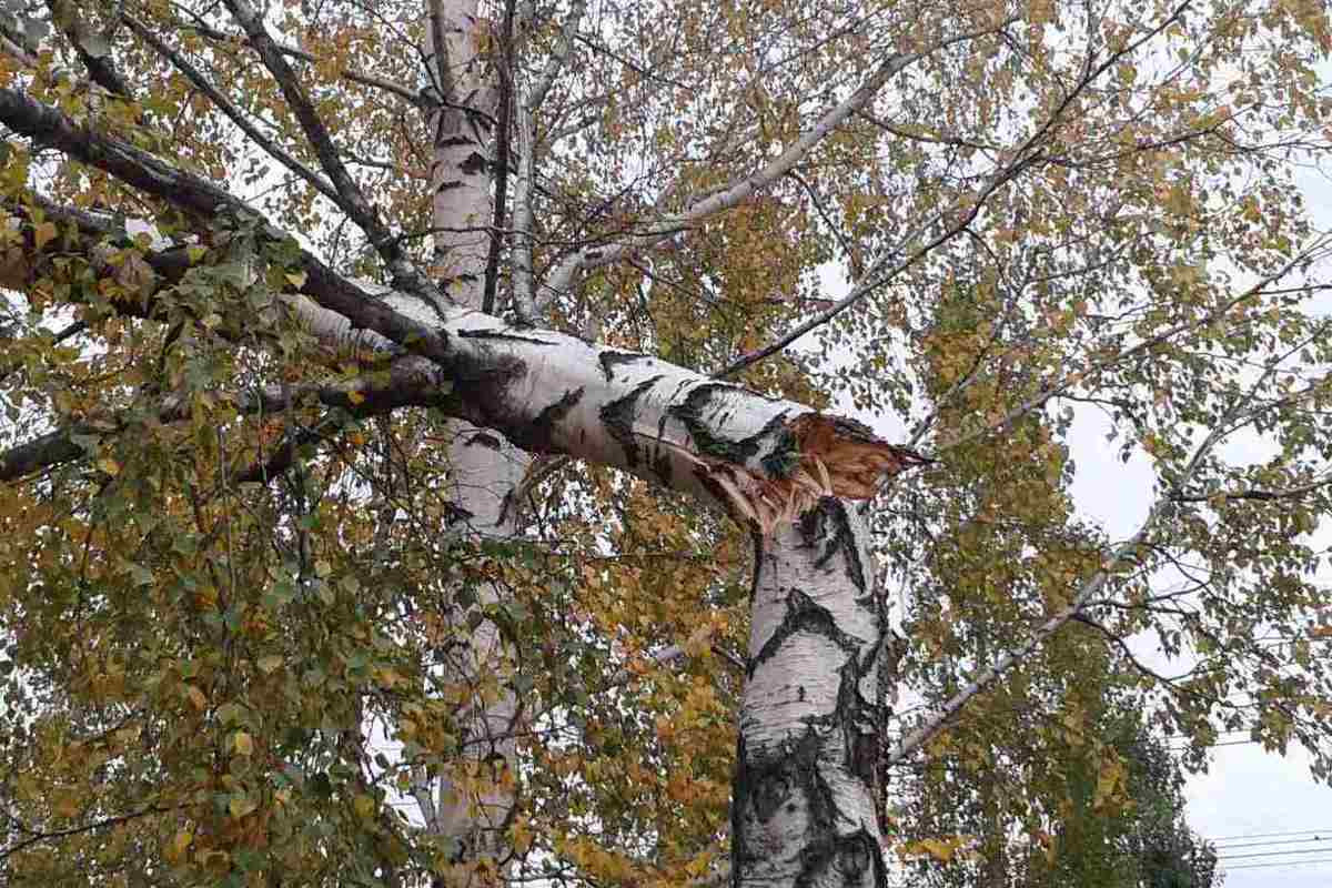 Сколько аварийных деревьев вырубят в Бостандыкском районе