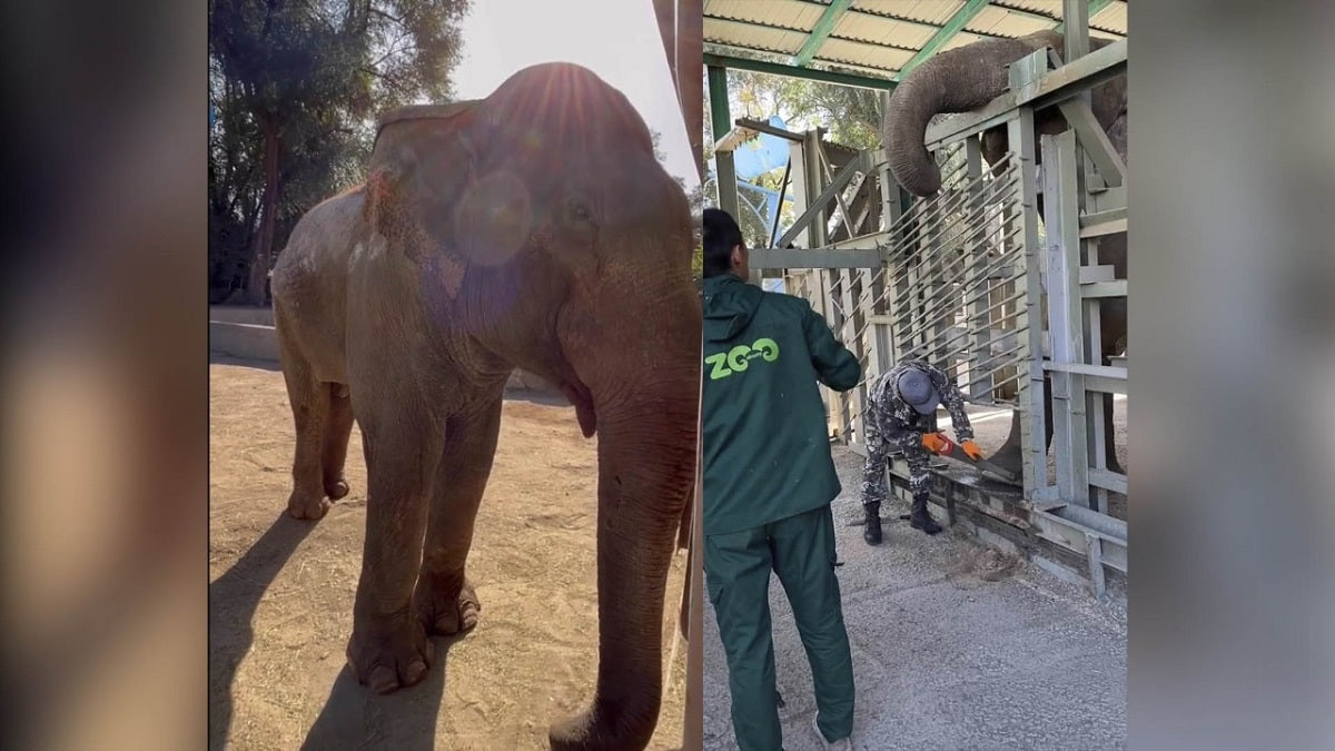 Не для красоты: зачем слону в зоопарке Алматы сделали педикюр