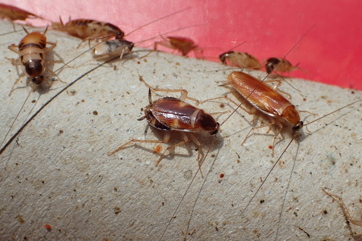 Никакой химии: необычное оружие создали для уничтожения тараканов