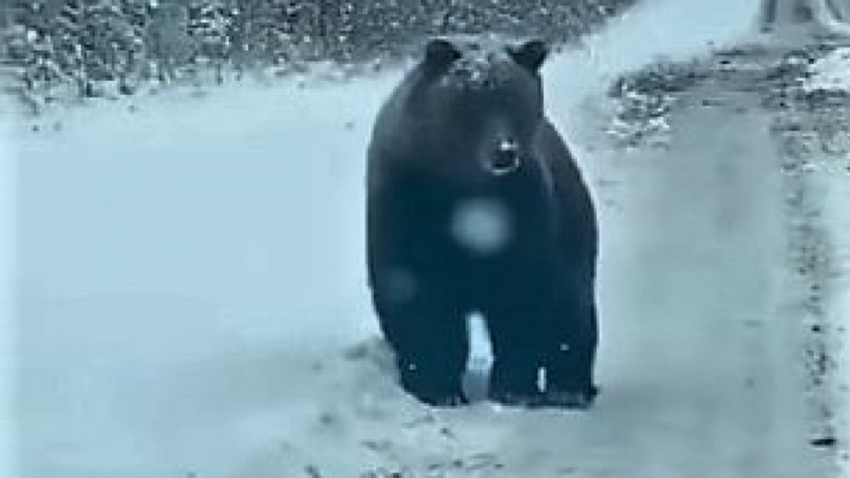 Гуляющего по дороге медведя засняли на видео в ВКО