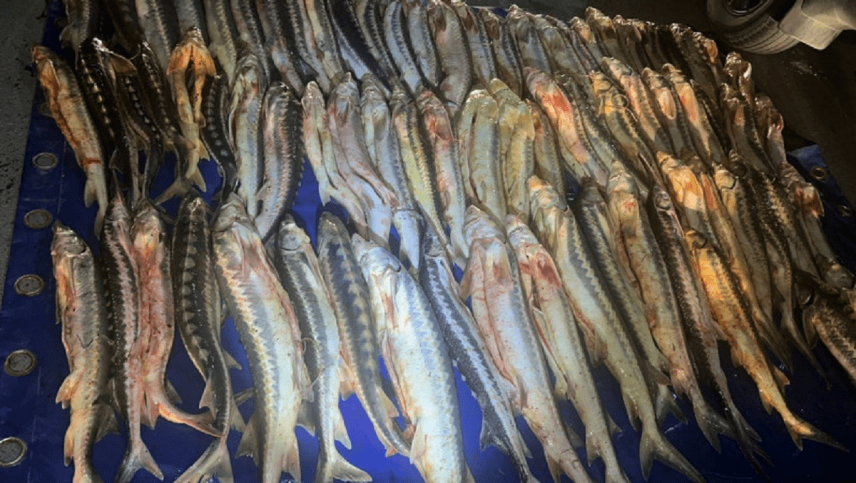 Ценный улов: более 300 килограммов осетровых изъяли у браконьеров