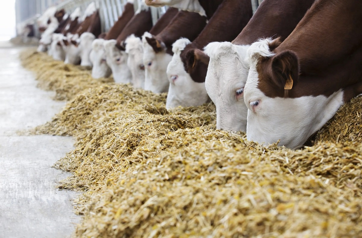 Как обеспечивают сельское население кормами для животных