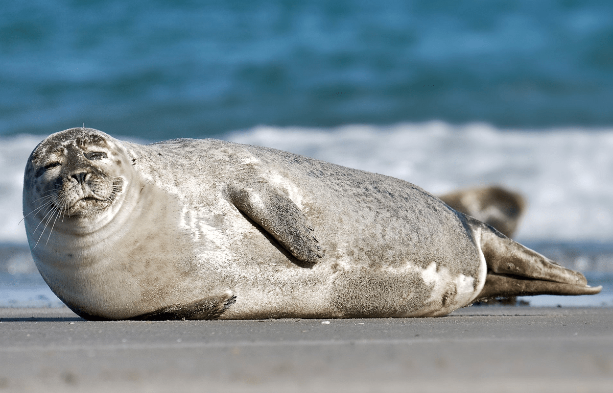 На каспийском побережье обнаружено более 700 мертвых тюленей