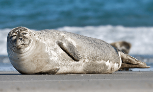 На каспийском побережье обнаружено более 700 мертвых тюленей
