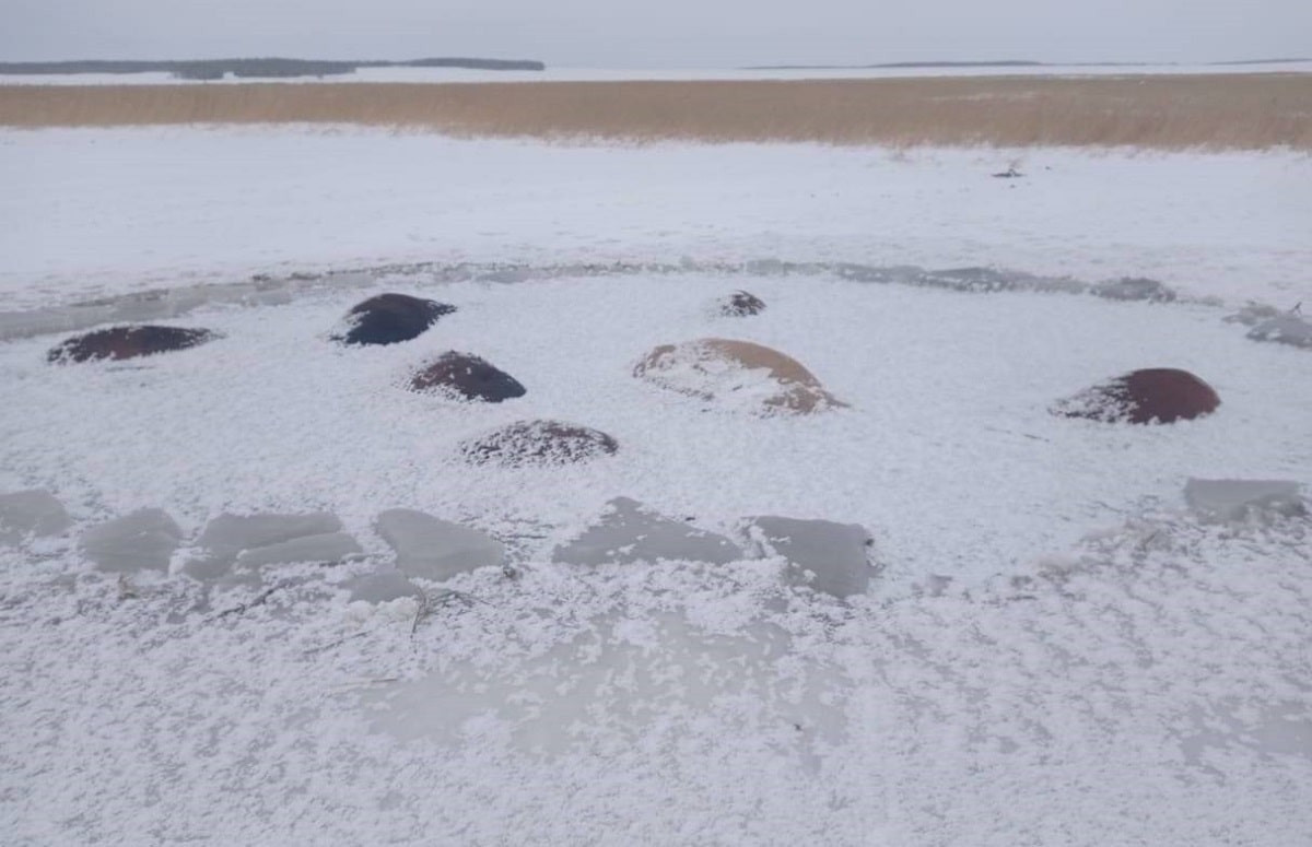 Лед не выдержал: в СКО около 50 лошадей погибли, провалившись в озеро