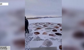Табун лошадей провалился под лед в Cеверном Казахстане