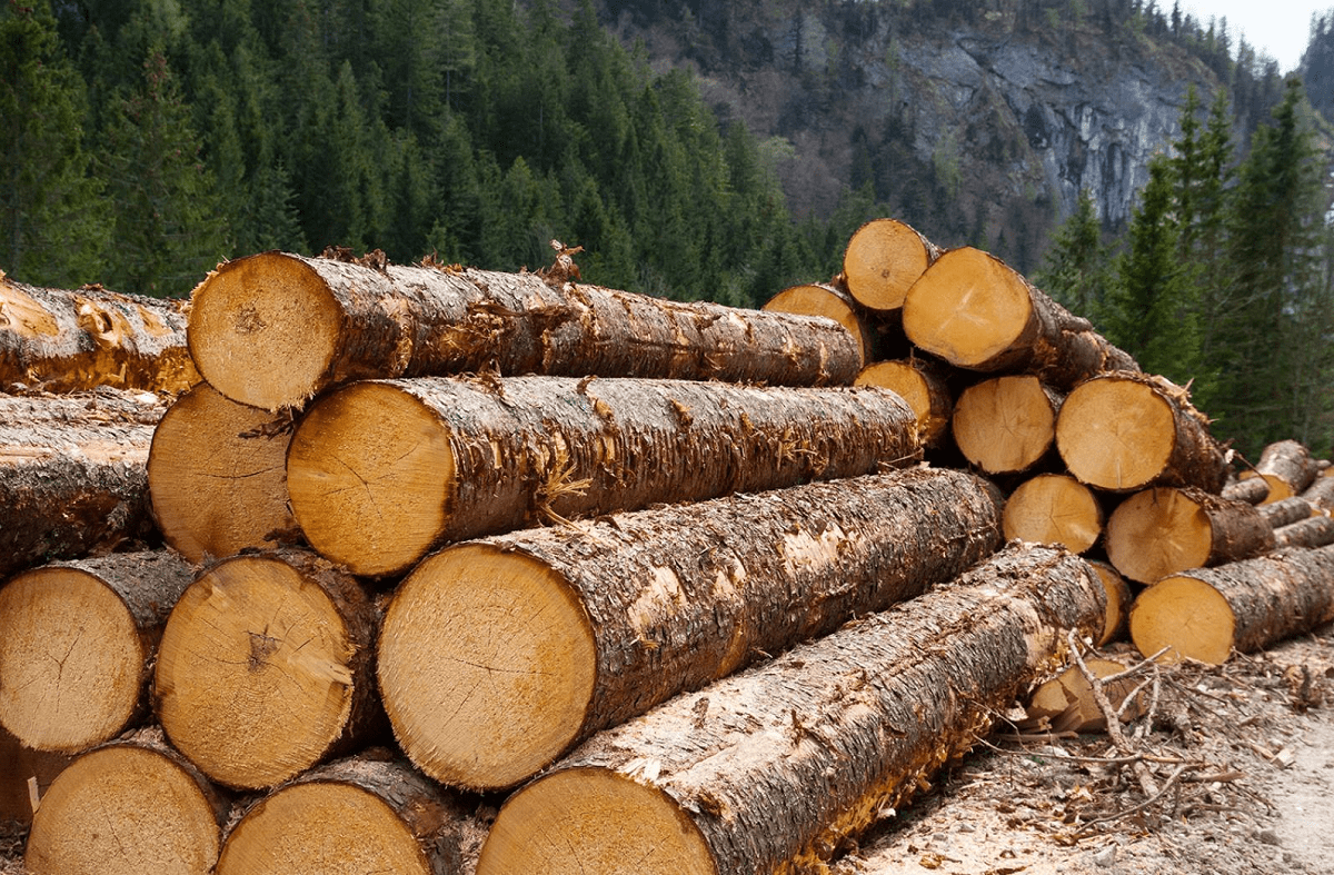 Запрет на вывоз лесоматериалов ввели в Казахстане
