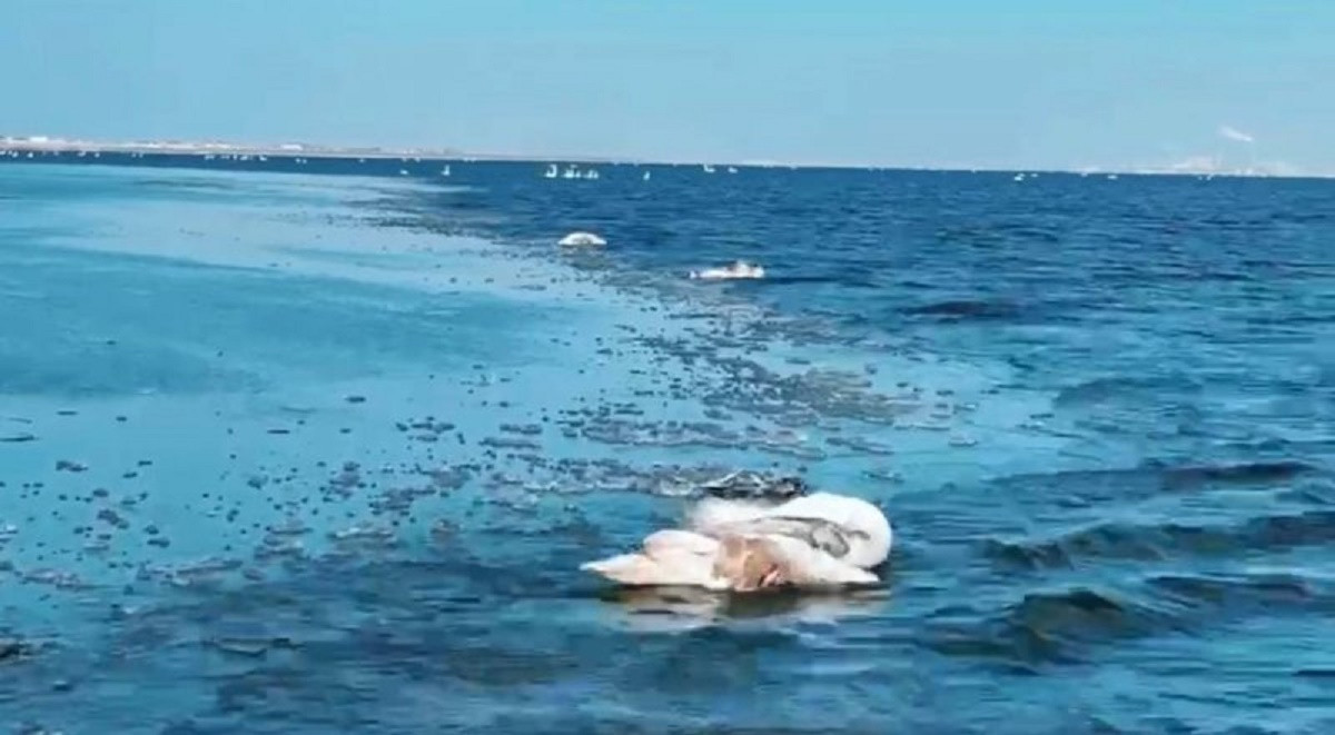 Птичий грипп выявили у погибших лебедей в Мангистау