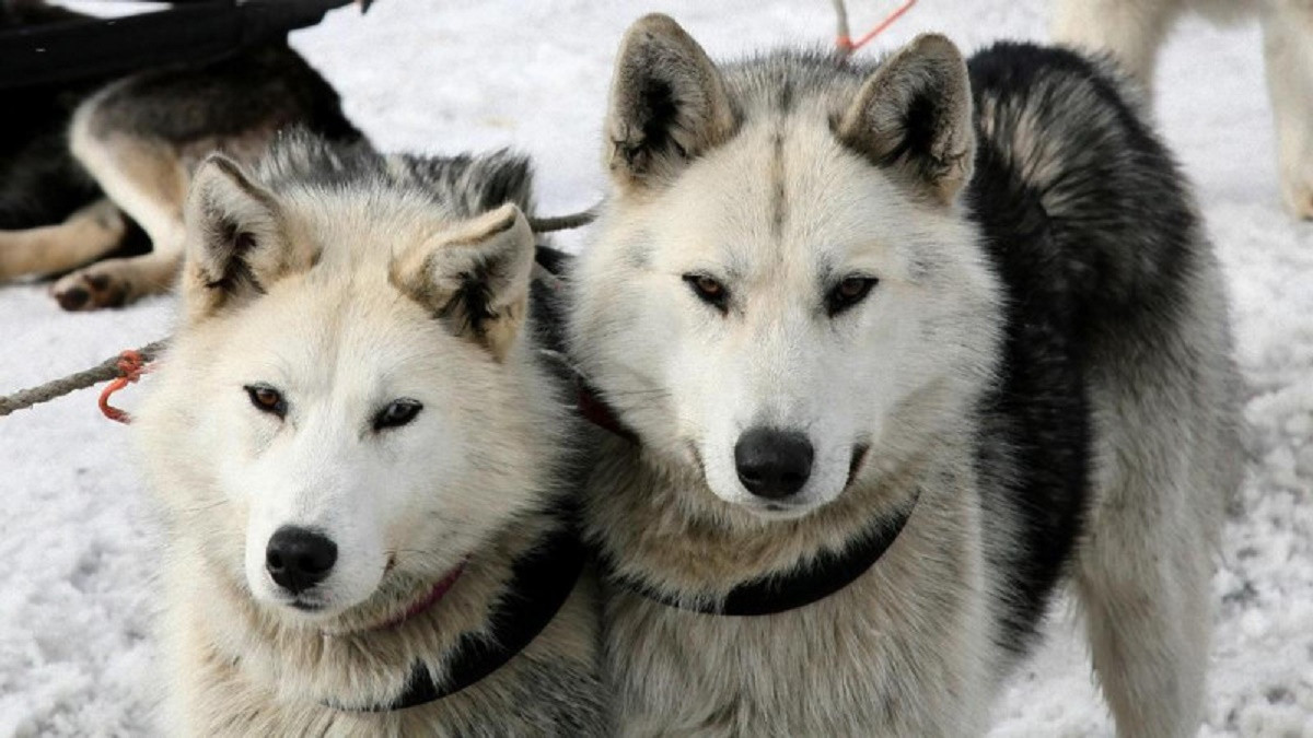 Друзья человека: охотничьи собаки сутки спасали хозяина от обморожения 