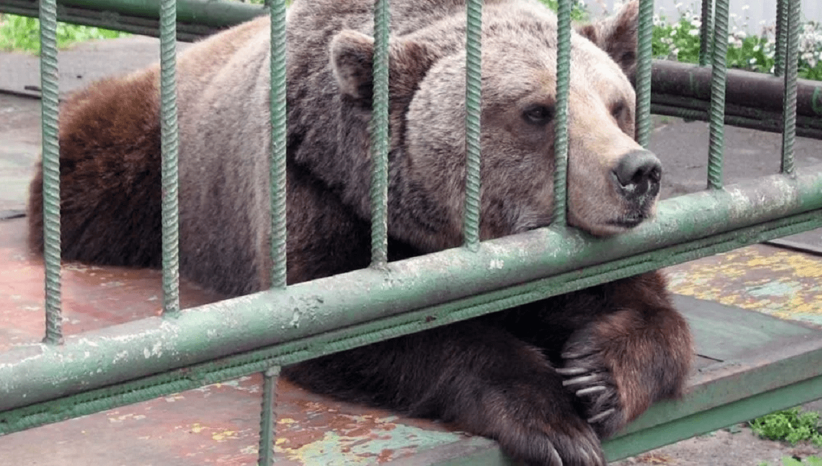 Медведь загрыз сотрудника зоопарка 