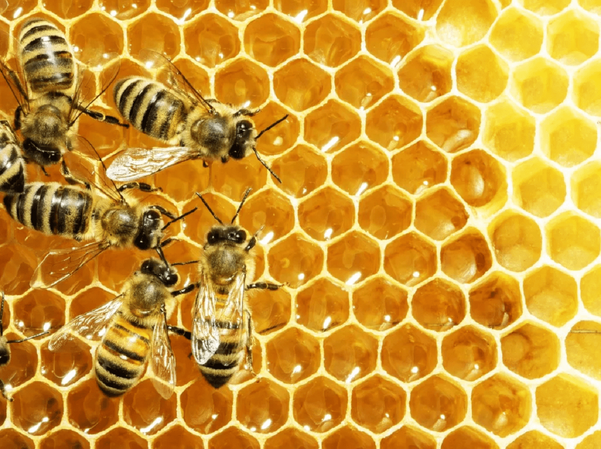 Первая вакцина для пчел одобрена в США