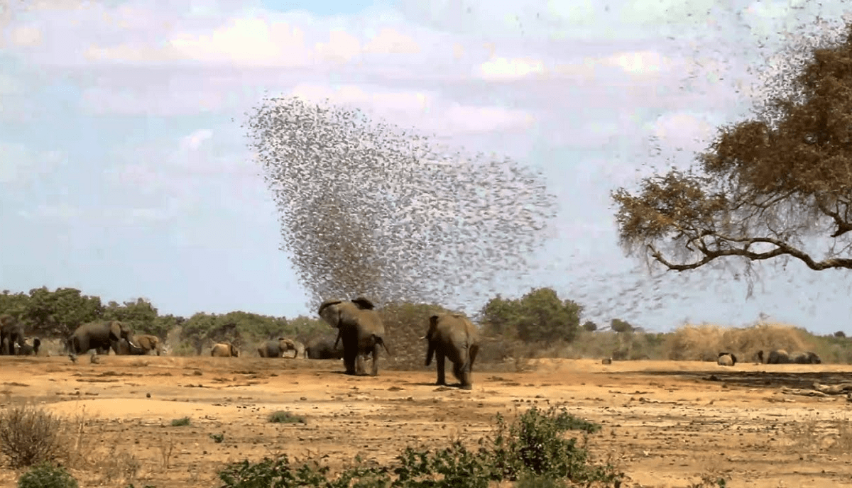 Против птиц: власти Кении планируют уничтожить до 6 миллионов ткачей