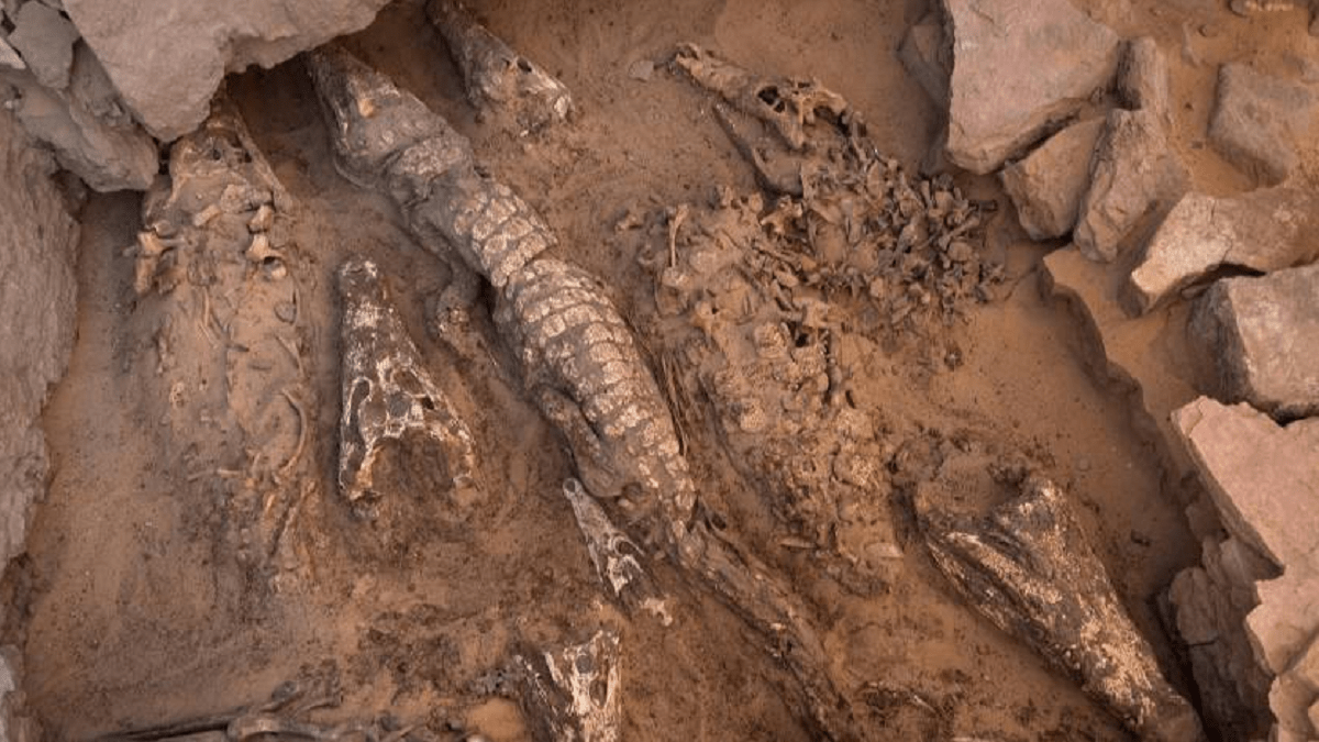 Уникальная гробница: в Египте найдены мумии крокодилов
