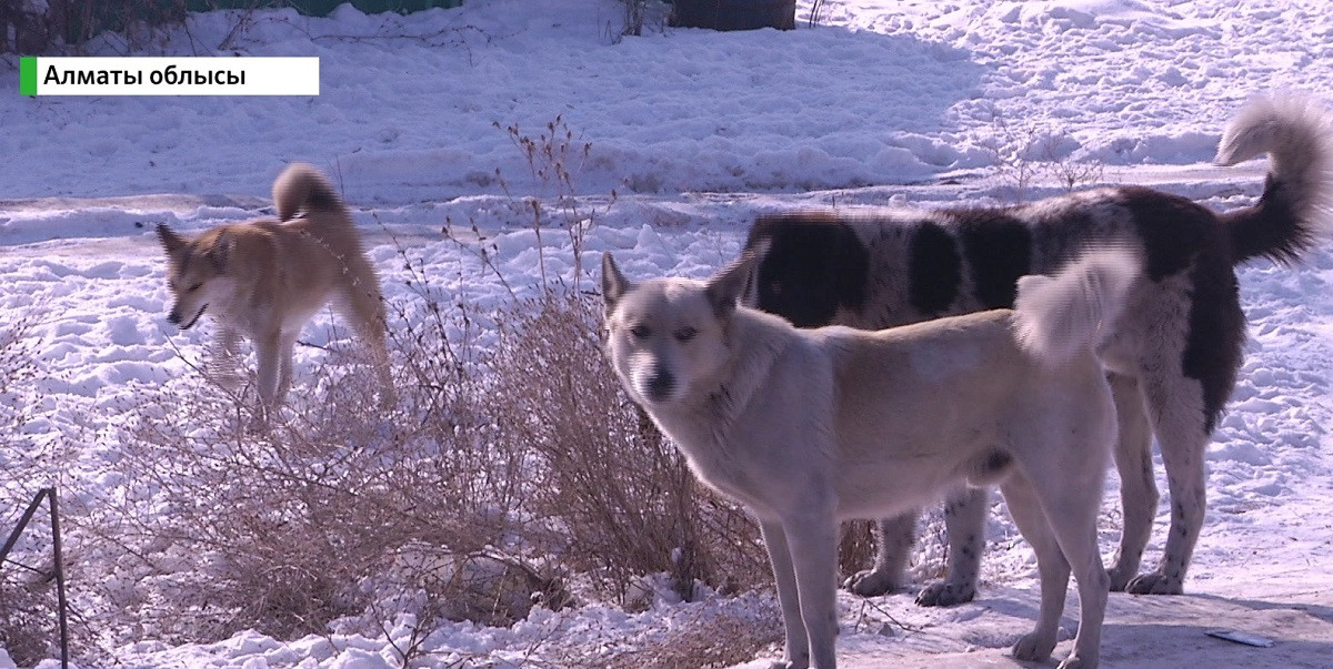Бродячие собаки загрызли несколько овец в Алматинской области