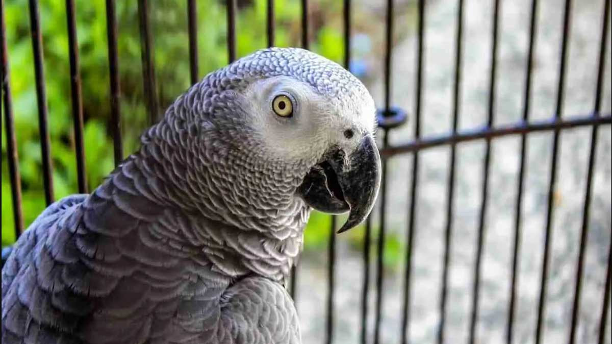 Ценный свидетель: полицейские допросили попугая по делу о контрабанде алкоголя