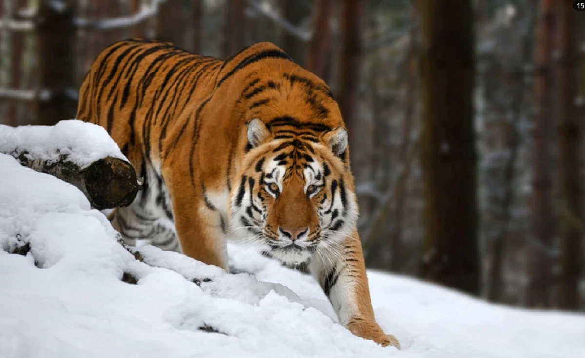 Выстрелить не успел: тигр съел охотника в тайге