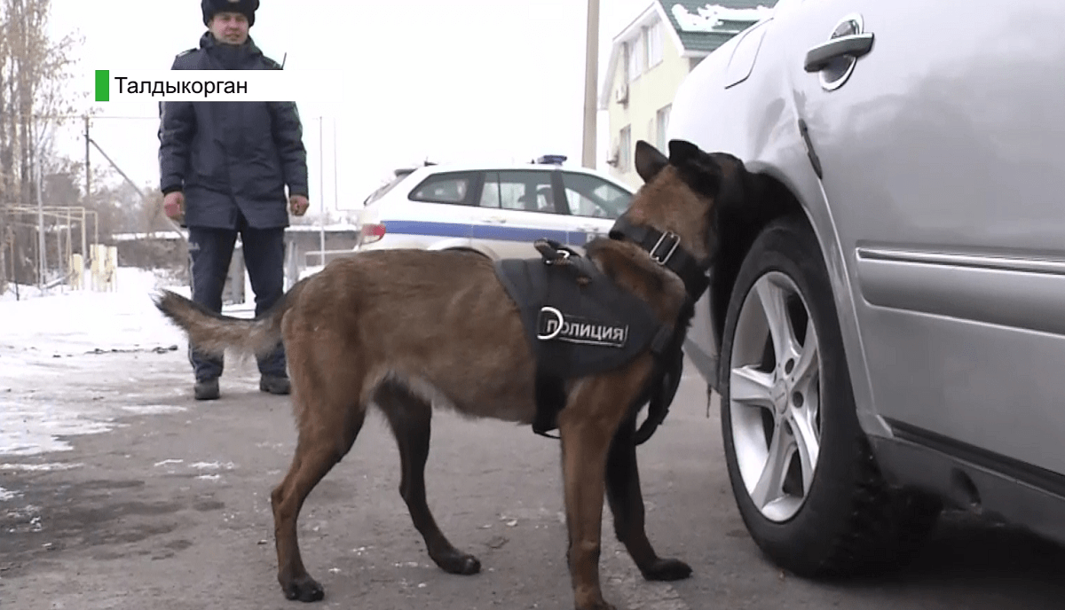 Четвероногие помощники: служебные собаки раскрыли десятки уголовных преступления 