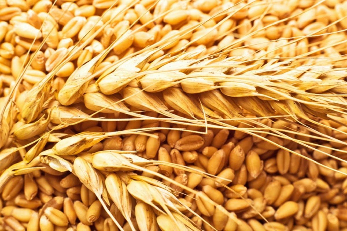 Российское зерно под видом казахстанского продавали в третьи страны