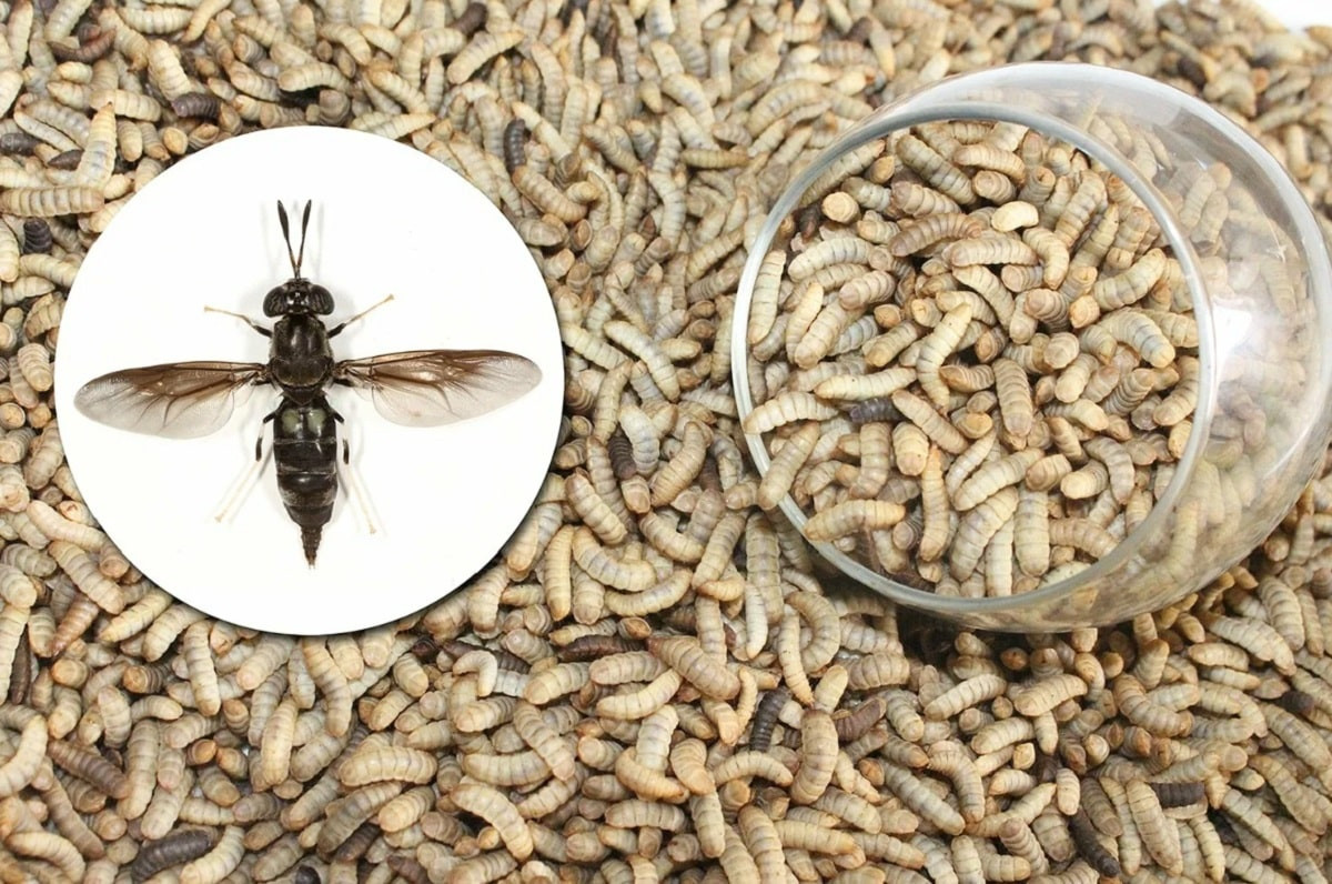 Уникальный проект: в Актобе переработкой пищевых отходов займутся экзотические мухи и их личинки