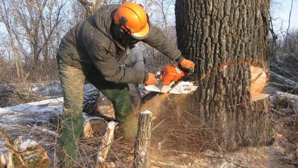  В акимате Алматы прокомментировали вырубку деревьев в Нурлытау 