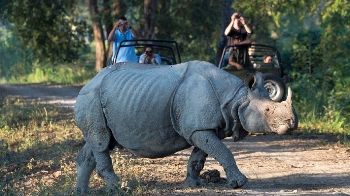 Опасное сафари: носороги едва не убили туристов в Индии