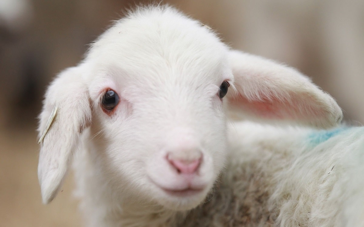 Необычная овечка с шестью ногами родилась в Германии