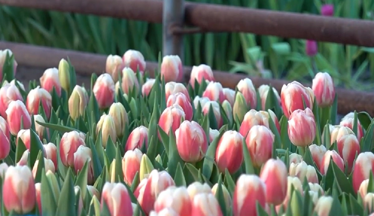 Земля цветов: в Туркестанской области впервые стали выращивать голландские тюльпаны