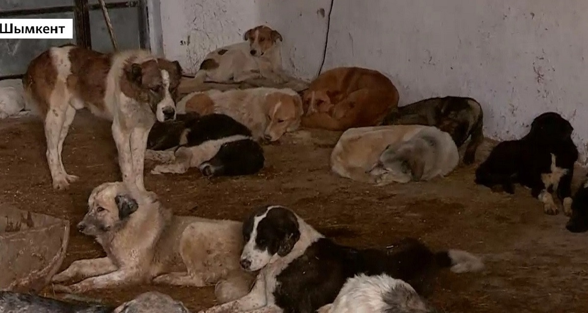 В Шымкенте бездомных собак содержат в жутких условиях