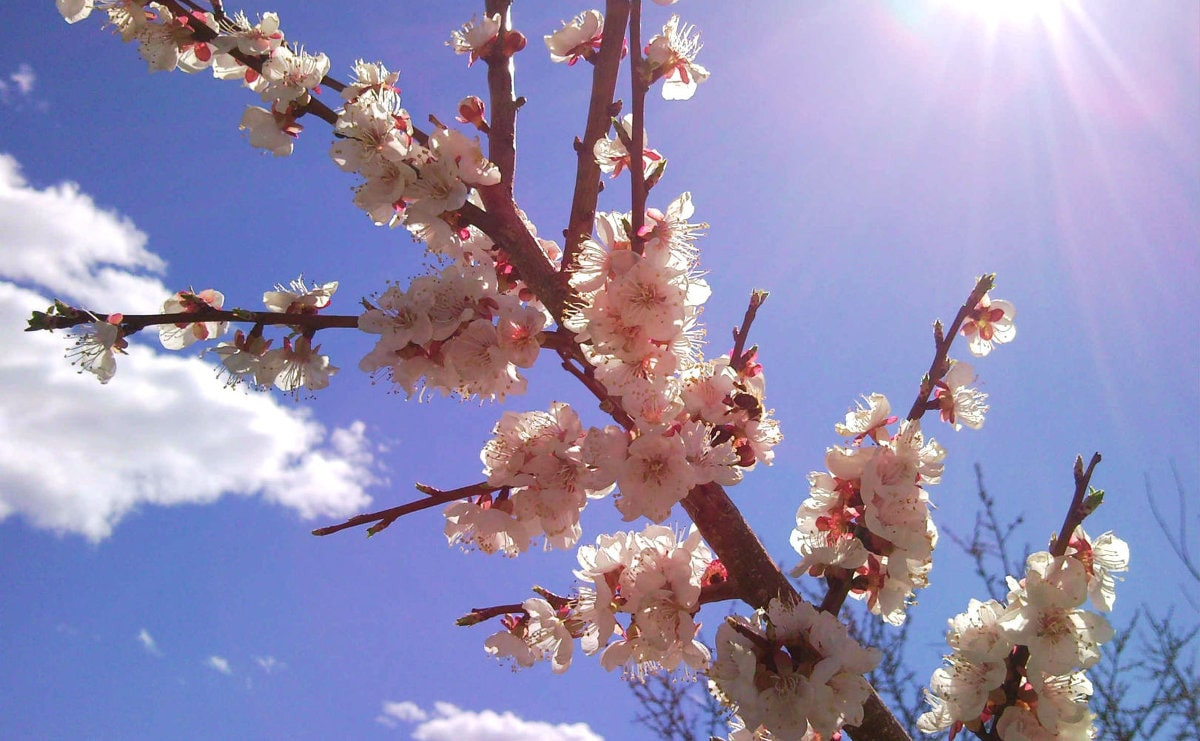 Дыхание весны: урюк и миндаль зацвели в Шымкенте